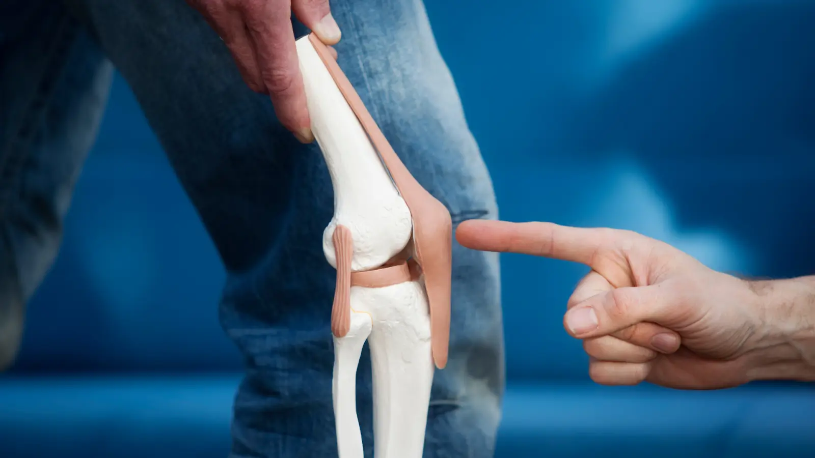 A person points at a model of a knee joint. The model includes bones, ligaments, and cartilage.